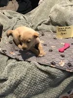 Carmel, a female German Shepherd Dog and Labrador Retriever for sale in Watertown, WI – Photo 1 of 5