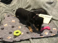 Chia, a female German Shepherd Dog and Labrador Retriever for sale in Watertown, WI – Photo 4 of 5