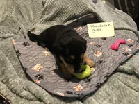 Chia, a female German Shepherd Dog and Labrador Retriever for sale in Watertown, WI – Photo 5 of 5