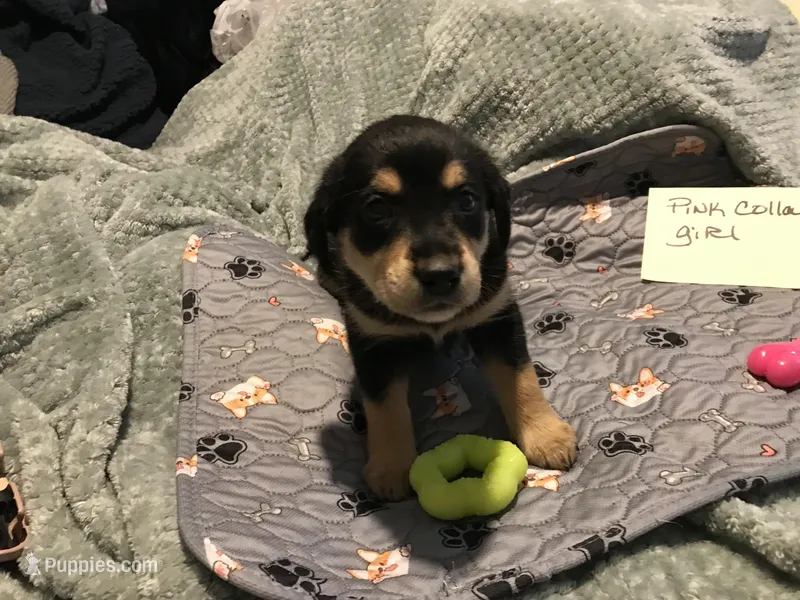 Chia, a female German Shepherd Dog and Labrador Retriever for sale in Watertown, WI – Photo 1 of 5