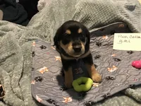 Chia, a female German Shepherd Dog and Labrador Retriever for sale in Watertown, WI – Photo 1 of 5