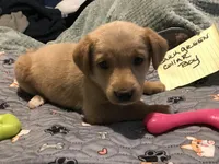 kent, a male German Shepherd Dog and Labrador Retriever for sale in Watertown, WI – Photo 4 of 5