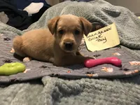 kent, a male German Shepherd Dog and Labrador Retriever for sale in Watertown, WI – Photo 1 of 5