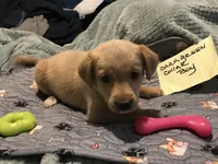 kent, a male German Shepherd Dog and Labrador Retriever for sale in Watertown, WI – Photo 3 of 5