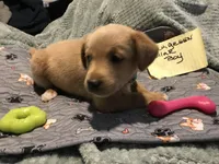 kent, a male German Shepherd Dog and Labrador Retriever for sale in Watertown, WI – Photo 2 of 5