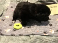 Earl, a male German Shepherd Dog and Labrador Retriever for sale in Watertown, WI – Photo 3 of 5