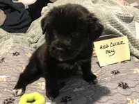 Earl, a male German Shepherd Dog and Labrador Retriever for sale in Watertown, WI – Photo 2 of 5