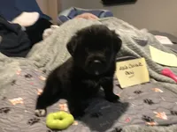 Earl, a male German Shepherd Dog and Labrador Retriever for sale in Watertown, WI – Photo 1 of 5