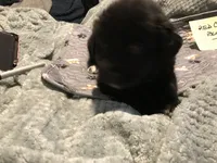 Earl, a male German Shepherd Dog and Labrador Retriever for sale in Watertown, WI – Photo 4 of 5