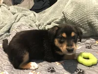 Nixon, a male German Shepherd Dog and Labrador Retriever for sale in Watertown, WI – Photo 2 of 5
