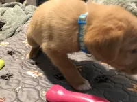 Clark, a male German Shepherd Dog and Labrador Retriever for sale in Watertown, WI – Photo 5 of 5