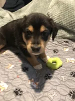 Nixon, a male German Shepherd Dog and Labrador Retriever for sale in Watertown, WI – Photo 1 of 5