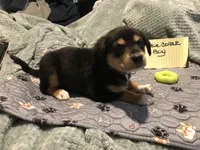 Nixon, a male German Shepherd Dog and Labrador Retriever for sale in Watertown, WI – Photo 4 of 5