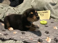 Nixon, a male German Shepherd Dog and Labrador Retriever for sale in Watertown, WI – Photo 3 of 5