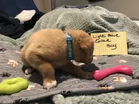 Clark, a male German Shepherd Dog and Labrador Retriever for sale in Watertown, WI – Photo 4 of 5
