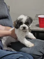 Luke, a male Poodle - Toy  for sale in Pell City, AL – 3 of 3