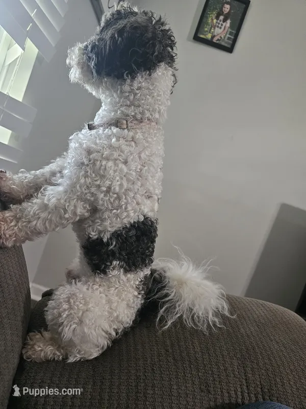 Luke – Poodle - Toy  puppy for sale in Pell City, AL
