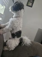 Luke, a male Poodle - Toy  for sale in Pell City, AL – 1 of 3
