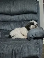 Luke, a male Poodle - Toy  for sale in Pell City, AL – 2 of 3