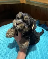 Lloyd, a male Yorkshire Terrier for sale in Alvord, IA – 2 of 7