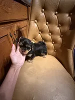 Chewy, a male Yorkshire Terrier for sale in Alvord, IA – 2 of 7