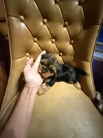 Max , a male Yorkshire Terrier for sale in Alvord, IA – 4 of 7