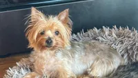 Rosie, a female Yorkshire Terrier for sale in Alvord, IA – 3 of 4