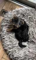 Bailey Jr, a female Yorkshire Terrier for sale in Alvord, IA – 7 of 10