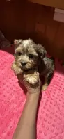 Denali, a female Yorkshire Terrier for sale in Alvord, IA – 4 of 10