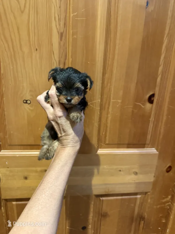 Gizmo – Yorkshire Terrier puppy for sale in Alvord, IA