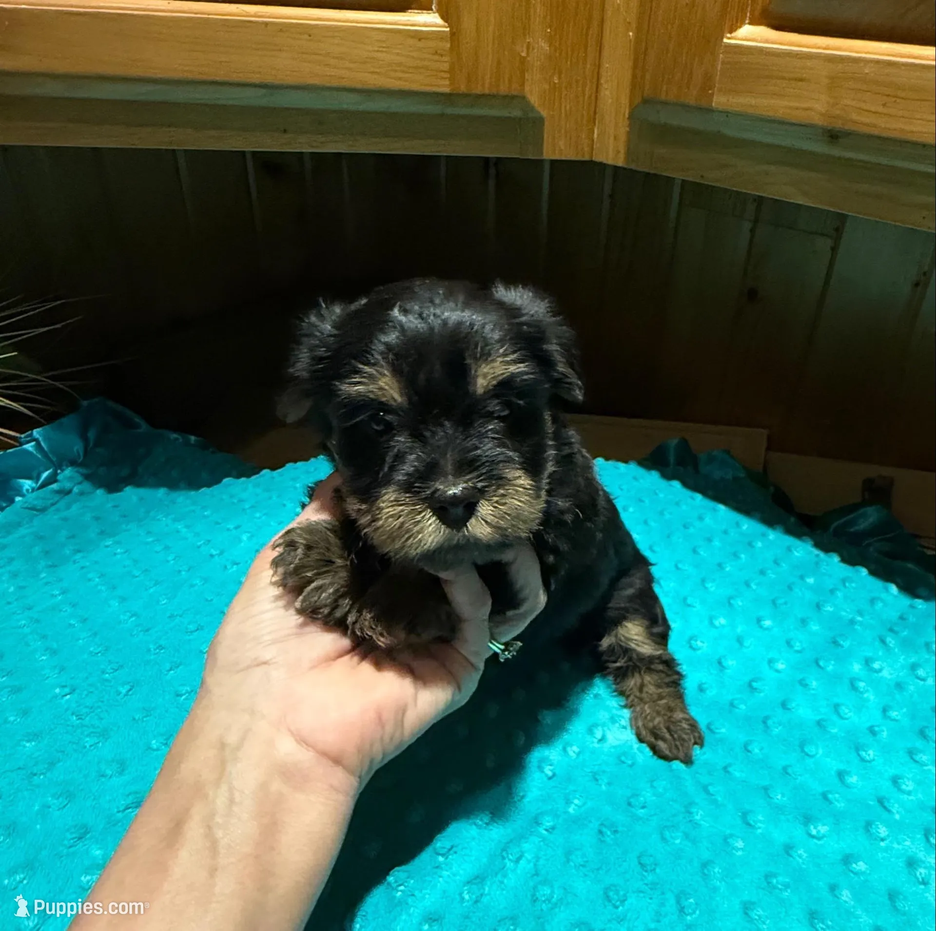 Dusty  – Yorkshire Terrier puppy for sale in Alvord, IA