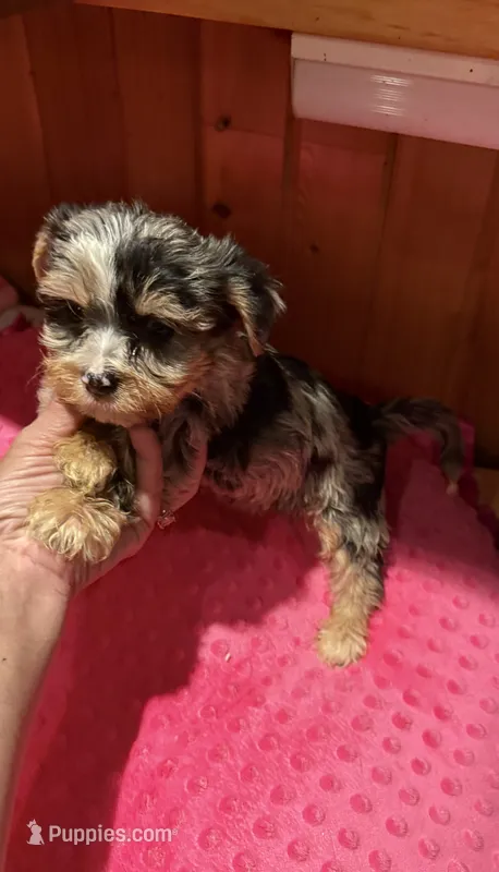 Jersey – Yorkshire Terrier puppy for sale in Alvord, IA