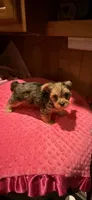 Sally, a female Yorkshire Terrier for sale in Alvord, IA – 7 of 10
