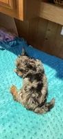 Sprinkles, a male Yorkshire Terrier for sale in Alvord, IA – 8 of 10