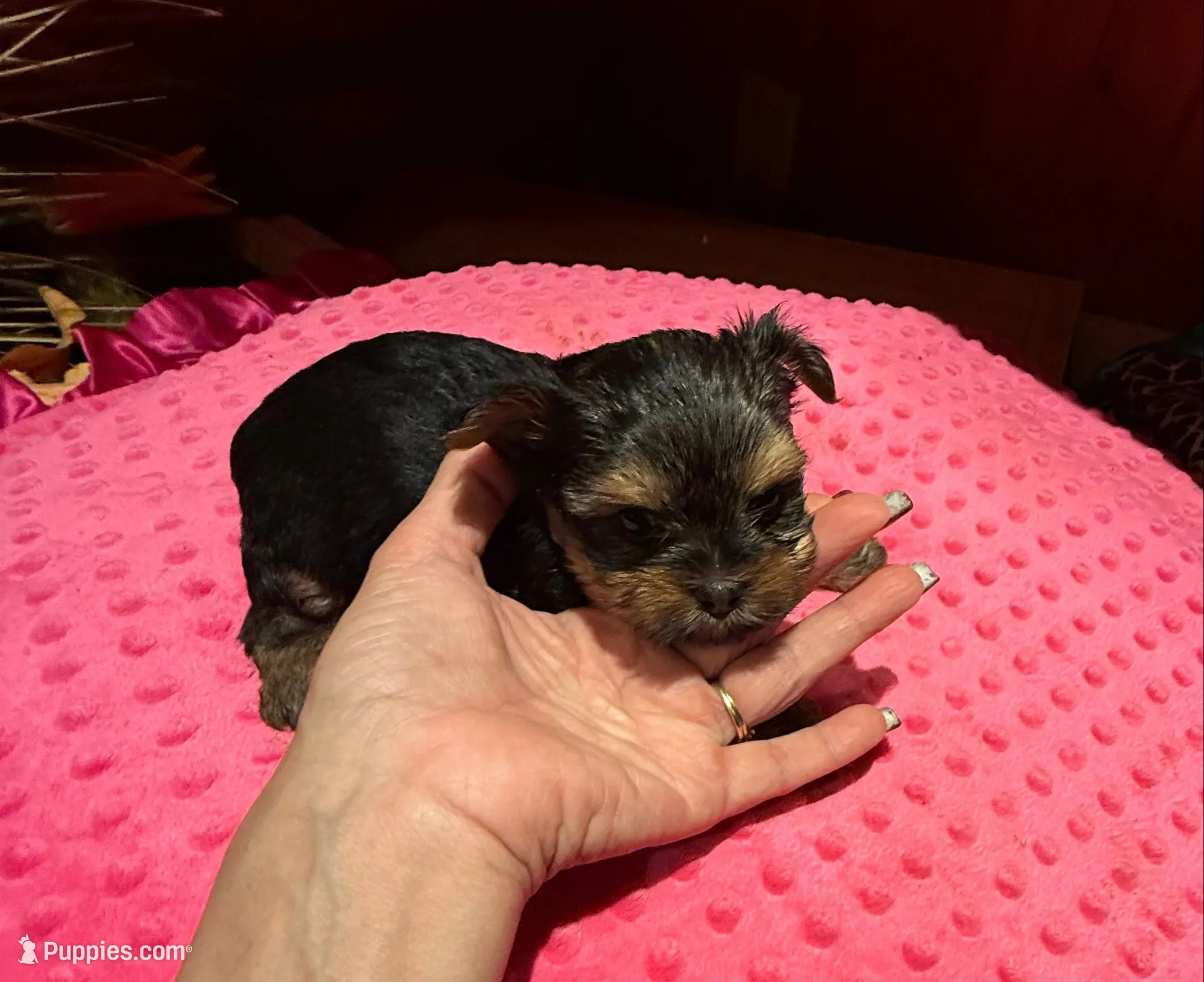 Abby – Yorkshire Terrier puppy for sale in Alvord, IA