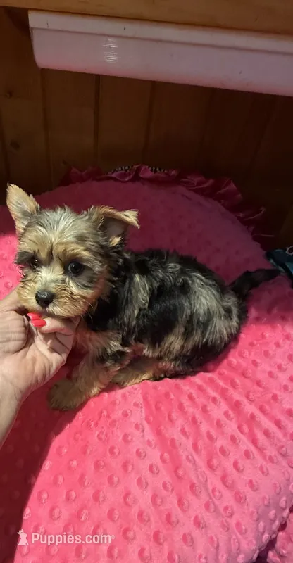 Rapunzel  – Yorkshire Terrier puppy for sale in Alvord, IA