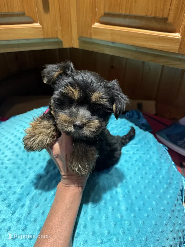 Lloyd – Yorkshire Terrier puppy for sale in Alvord, IA