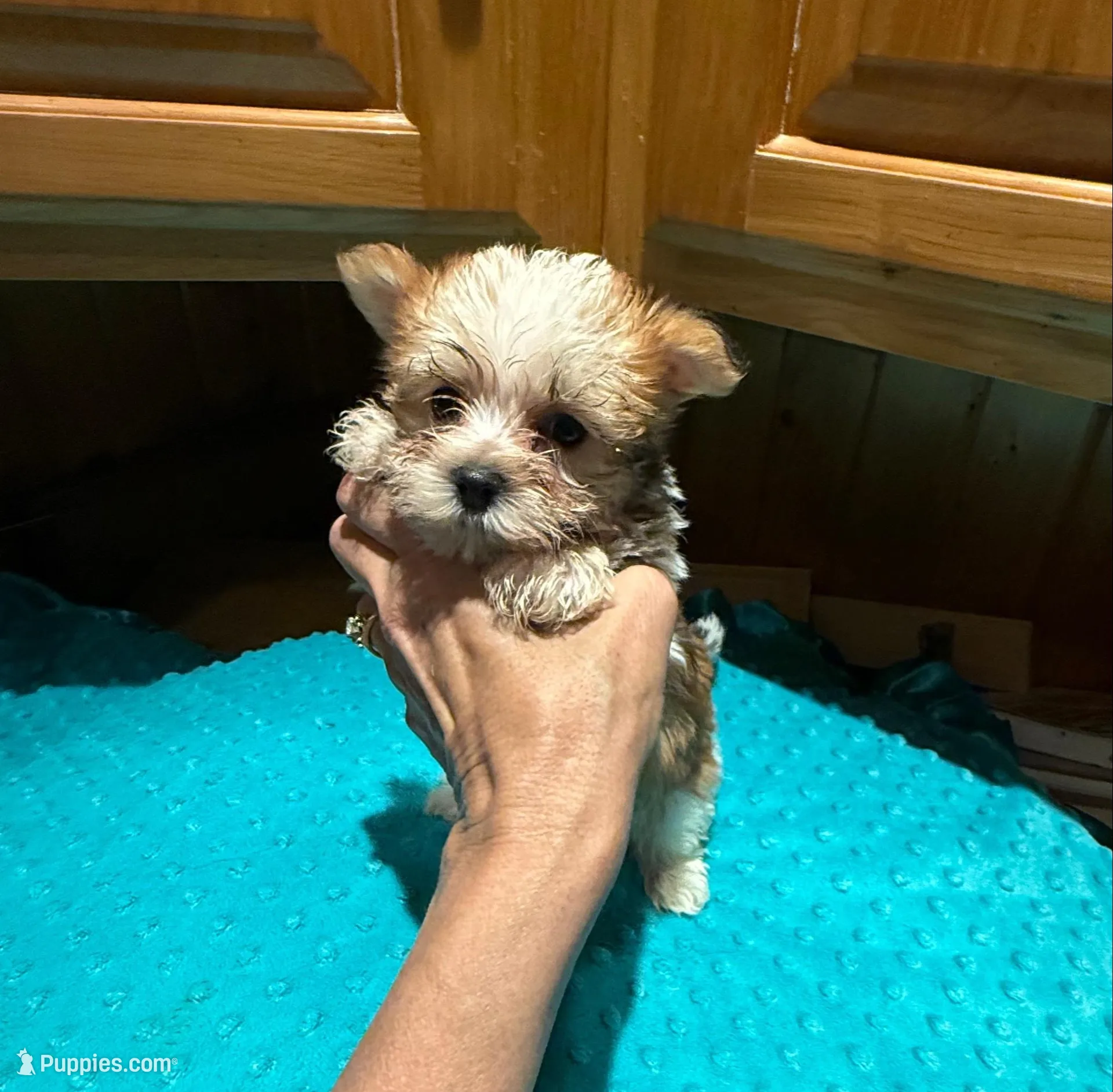 Garfield – Yorkshire Terrier puppy for sale in Alvord, IA