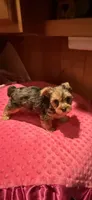 Sally, a female Yorkshire Terrier for sale in Alvord, IA – 2 of 10