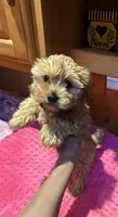 Goldie , a female Yorkshire Terrier for sale in Alvord, IA – 3 of 7