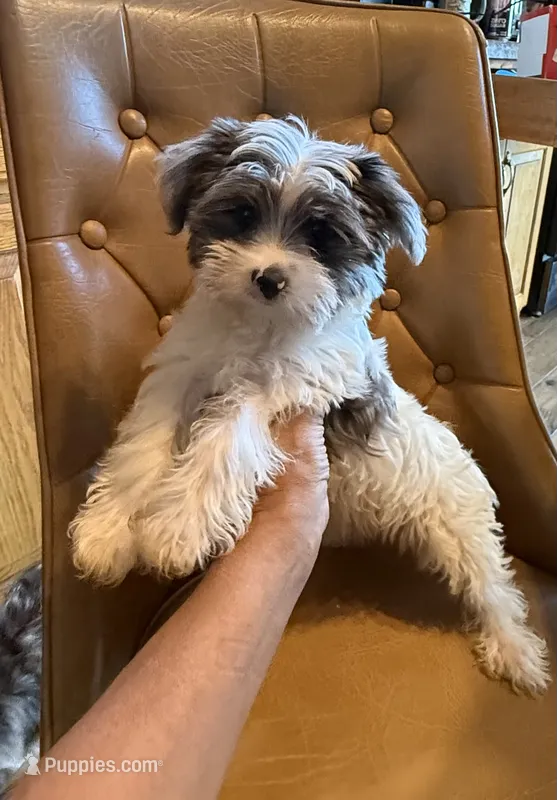 Dezi  – Yorkshire Terrier puppy for sale in Alvord, IA