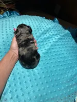 Bluey 2, a male Yorkshire Terrier for sale in Alvord, IA – 4 of 7