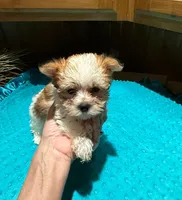 Garfield, a male Yorkshire Terrier for sale in Alvord, IA – Photo 4 of 7