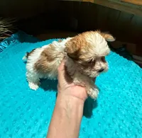 Garfield, a male Yorkshire Terrier for sale in Alvord, IA – Photo 5 of 7