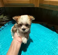 Garfield, a male Yorkshire Terrier for sale in Alvord, IA – Photo 3 of 7