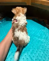 Garfield, a male Yorkshire Terrier for sale in Alvord, IA – Photo 6 of 7