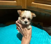 Garfield, a male Yorkshire Terrier for sale in Alvord, IA – Photo 2 of 7