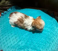 Garfield, a male Yorkshire Terrier for sale in Alvord, IA – Photo 7 of 7