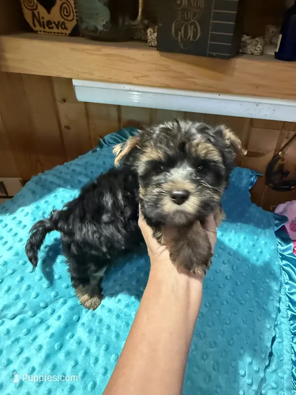 Mickey – Yorkshire Terrier puppy for sale in Alvord, IA