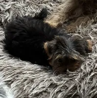 Bailey Jr, a female Yorkshire Terrier for sale in Alvord, IA – 3 of 10